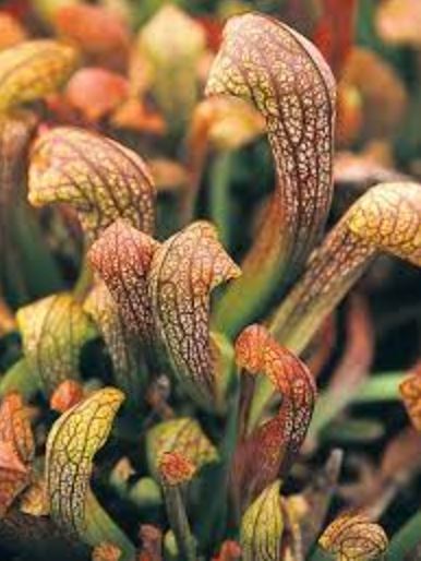 Sarracenia, Pitcher Plant Cases Resolve