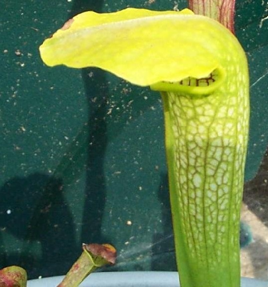 Sarracenia, Pitcher Plant Hummers Hammerhead