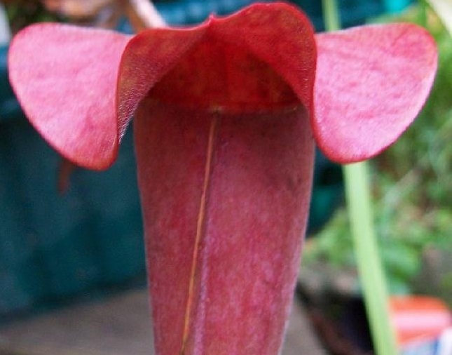 Sarracenia, Pitcher Plant Cobra Nest