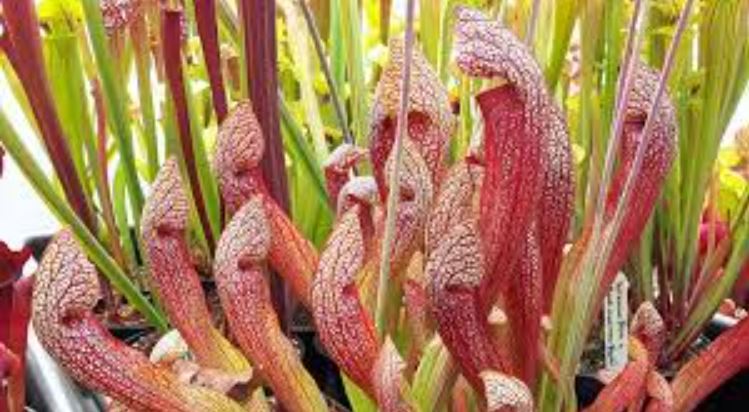 Sarracenia, Pitcher Plant Dixie Lace
