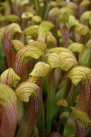 Sarracenia, Pitcher Plant Doodle Bug