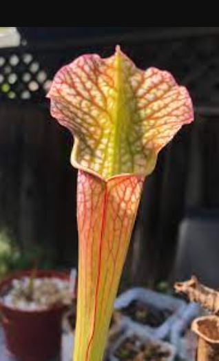 Sarracenia, Pitcher Plant Flair