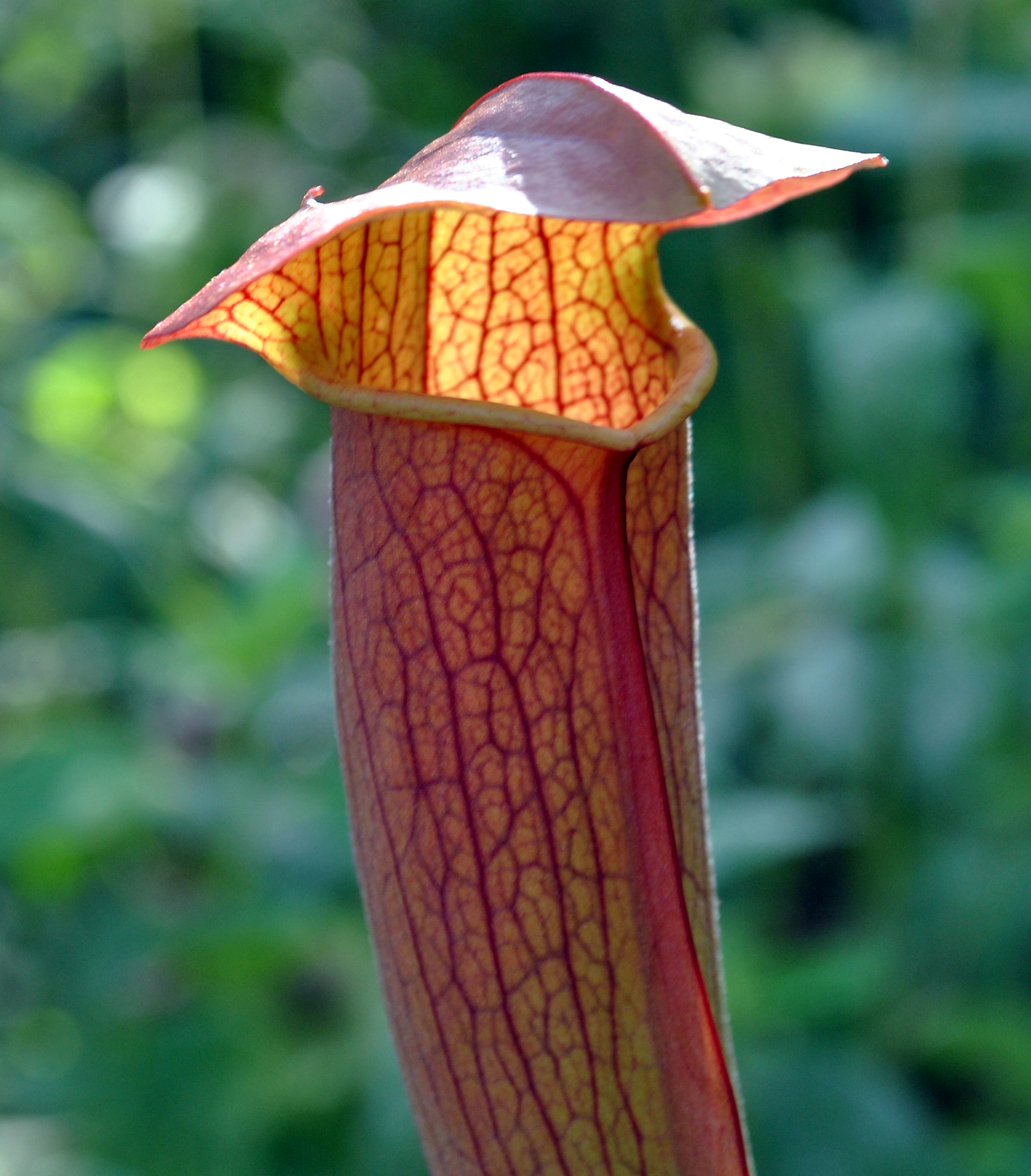 Sarracenia, Pitcher Plant Flies Demise