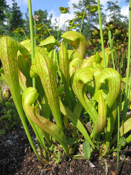 Sarracenia, Pitcher Plant June Bug