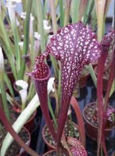 Sarracenia, Pitcher Plant Ladies In Waiting