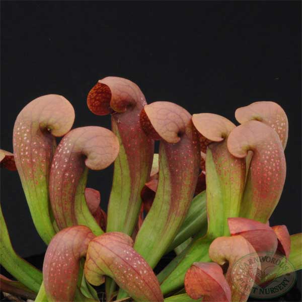 Sarracenia, Pitcher Plant Lady Bug
