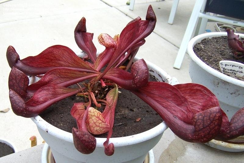 Sarracenia, Pitcher Plant Courtii