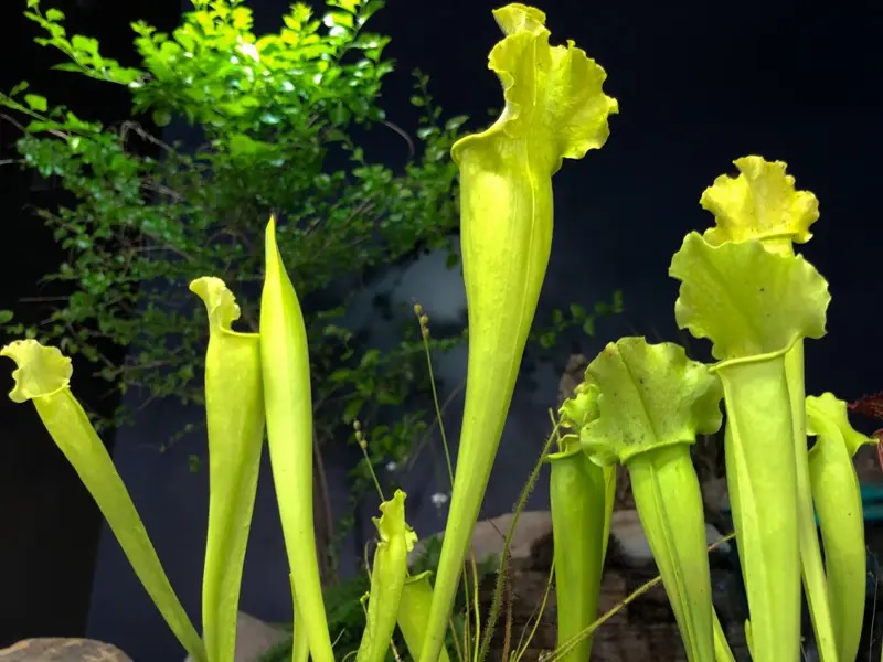 Sarracenia, Tall Pitcher Plant All Green