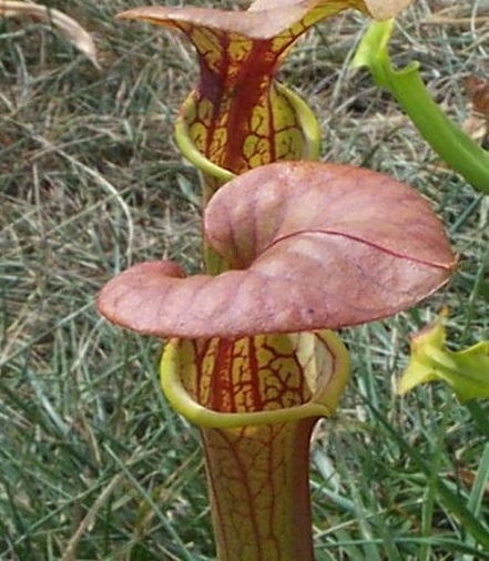 Sarracenia, Tall Pitcher Plant Copper Lid