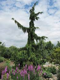 Alaska Cedar, Nootka False Cypress, Nootka Cypress Green Arrow