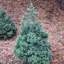 Hinoki False Cypress Blue Feathers