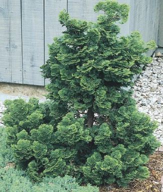 Hinoki False Cypress Lutea Nova