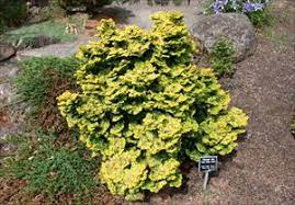 Hinoki False Cypress Golden Ceramic