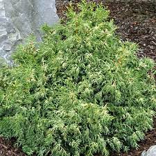 Hinoki False Cypress Mariesii