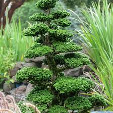 Hinoki False Cypress 'Reis Dwarf'