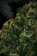 Hinoki False Cypress 'Snowkist'