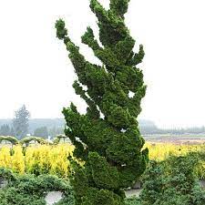 Hinoki False Cypress Spiralis