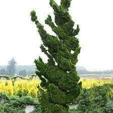 Hinoki False Cypress 'Spiralis'