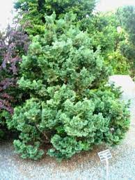 Hinoki False Cypress Split Rock