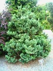 Hinoki False Cypress 'Split Rock'