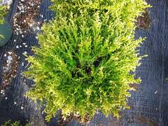 Sawara False Cypress, Boulevard Cypress, Blue Moss Cypress 'Plumosa Compressa'