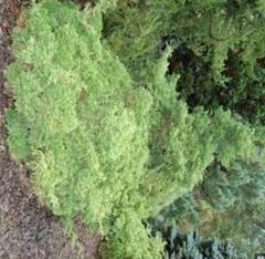 Sawara False Cypress, Boulevard Cypress, Blue Moss Cypress 'Tsukumo'