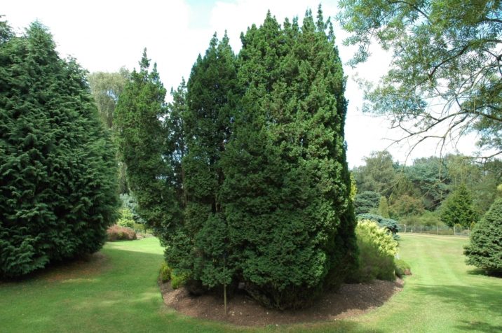 Atlantic White Cedar Andelyensis