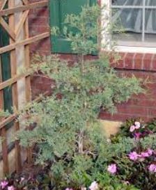 Atlantic White Cedar Glauca Pendula