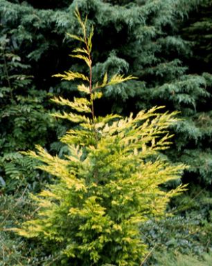 Cupressus, Leyland Cypress Golconda