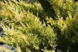 Cupressus, Leyland Cypress Gold Nugget