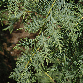 Cupressus, Leyland Cypress Naylors Blue