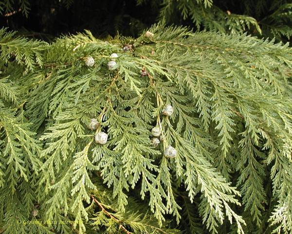 Cupressus, Leyland Cypress Robinsons Gold