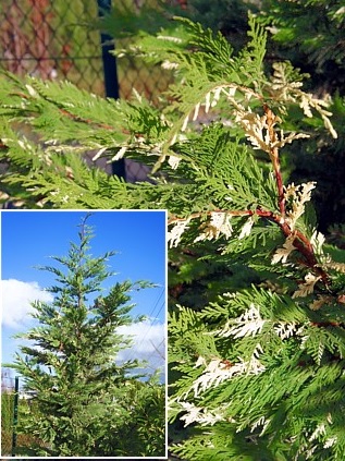Cupressus, Leyland Cypress Silver Dust