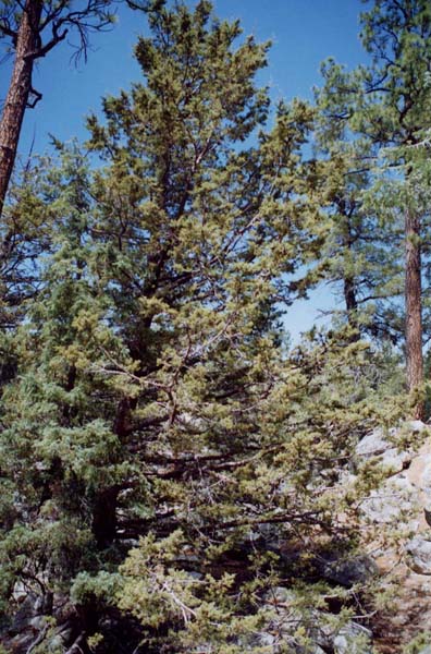 San Pedro Martir Cypress