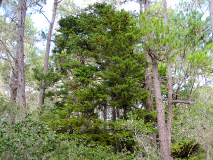Gowen Cypress