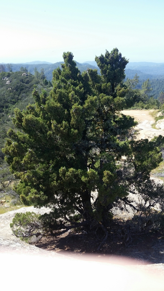 Santa Cruz Cypress