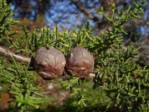 Pygmy Cypress