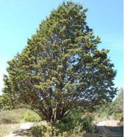 Guadalupe Cypress, Tecate Cypress