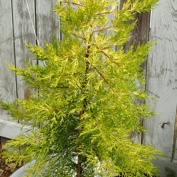 Monterey Cypress Golden Pillar