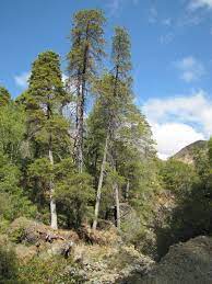 Cupressus Species, Sargent Cypress