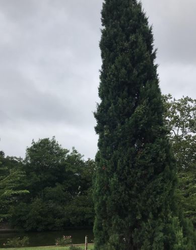 Italian Cypress, Funeral Cypress Glauca