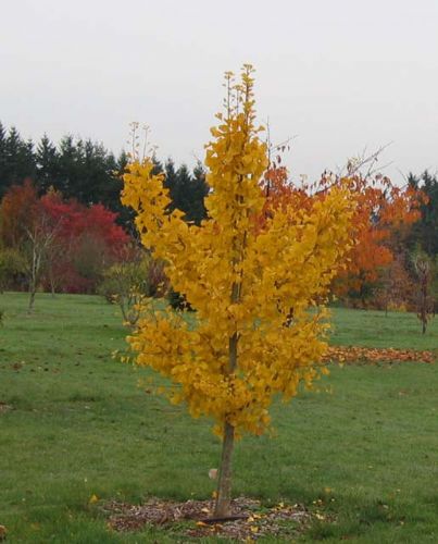 Ginkgo, Maidenhair Tree Fairmont