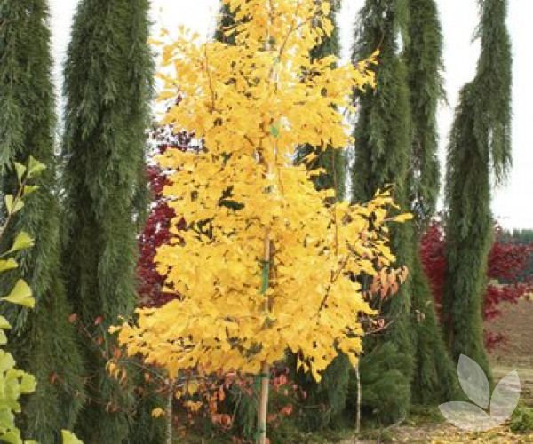 Ginkgo, Maidenhair Tree Saratoga