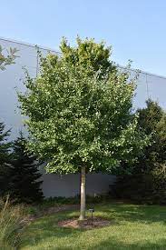Ginkgo, Maidenhair Tree Shangri-La