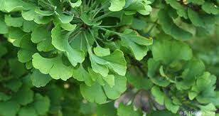Ginkgo, Maidenhair Tree Witches Broom