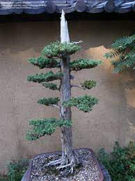 Chinese Juniper Femina