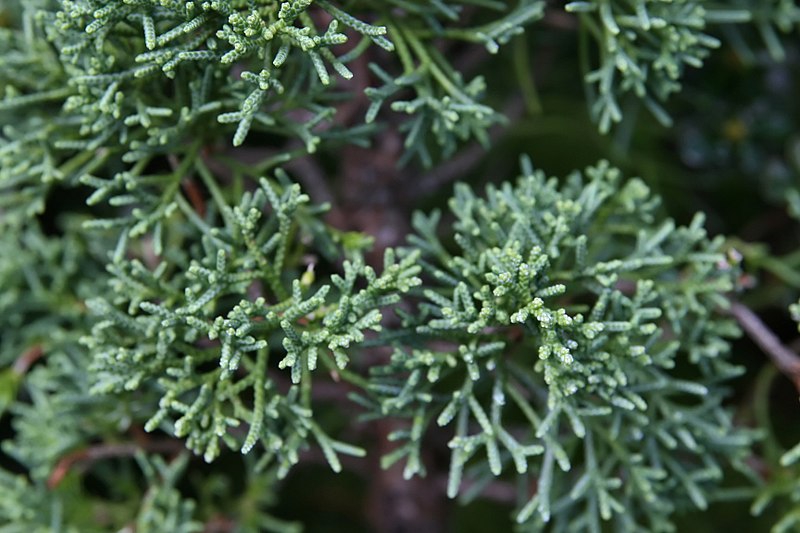 Chinese Juniper Shimpaku