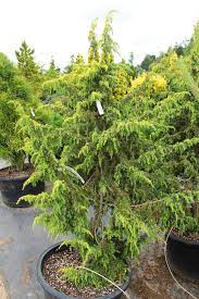 Common Juniper Golden Schnapps