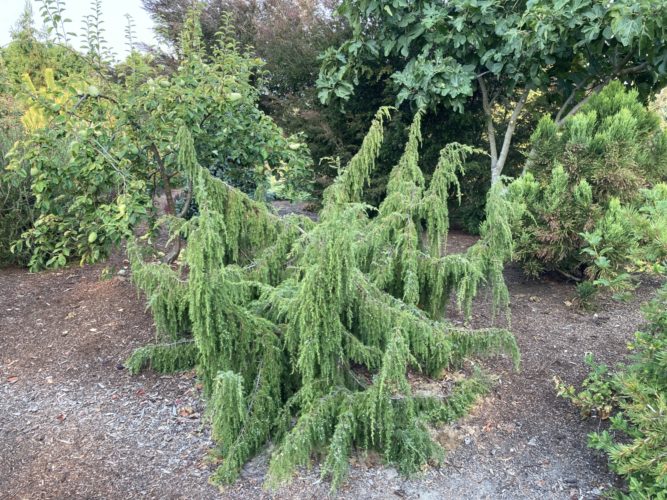 Juniperus, Common Juniper Oblonga Pendula