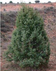 Prickly Juniper